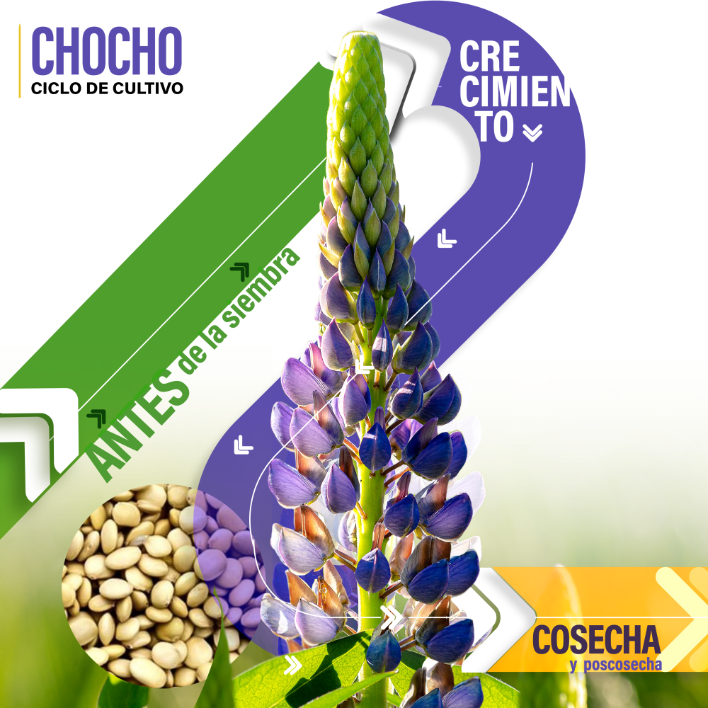 CICLO CHOCHO